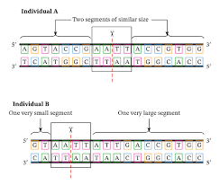 From snowtanye.com dna profile analysis/dna profiling/dna fingerprinting restriction cutting site/enzyme recognition sequence/restriction cleavage site agarose gel. Lesson Explainer Applications Of Dna Fingerprinting Nagwa