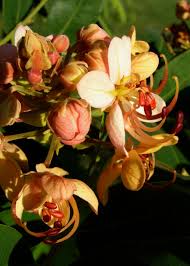 Image result for Cassia roxburghii