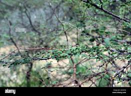 Image result for Acacia mellifera