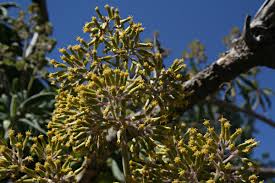 Image result for Solanecio mannii