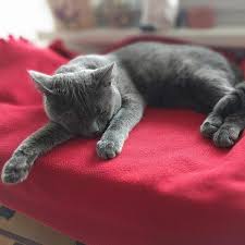 Vomiting is not normal in cats (and it is one of the signs of cancer in cats). Sore Throat In Cats Symptoms Causes And Treatment