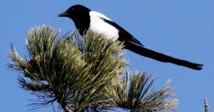 Blue Birds Native To Colorado Avise S Birds Of The World Birds Wildlife Photography Colorado Native