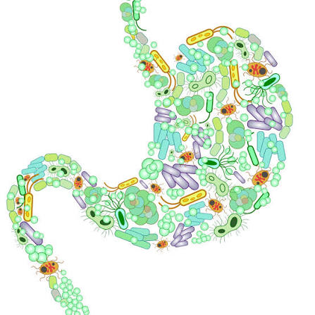 gut dysbiosis