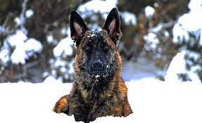 We did not find results for: Sable German Shepherd Fun Facts History German Shepherd Country