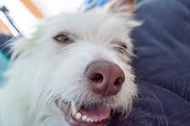 6 Natural Ingredients To Soothe Heal Your Dog S Dry Nose