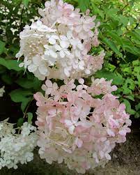 Pin By Button Willow Hollow On Gardening Vanilla Strawberry Hydrangea Flower Beauty White Flowers