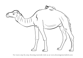 Follow this step by step tutorial to make him look like he's walking across the desert. Learn How To Draw A Dromedary Camel Other Animals Step By Step Drawing Tutorials