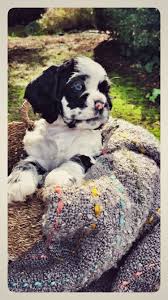 American Cocker Spaniel Black And White American Cocker Spaniel Black White Parti Merle Blue Eyes White Cocker Spaniel Puppies With Blue Eyes American Cocker Spaniel