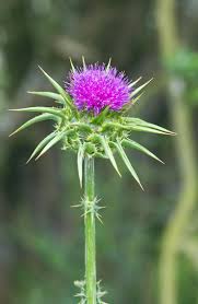 Image result for Dipsacus pinnatifidus
