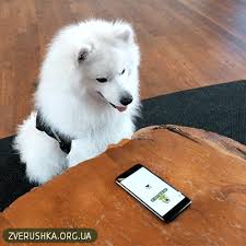 pin on zoomagazin zverushka kiev zverushka org ua