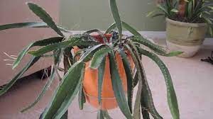 The cactus is from the plant family of the cactaceae. Dragon Fruit Cactus Uptate Youtube