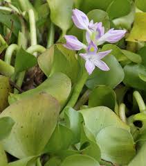 Image result for Hyparrhenia madaropoda