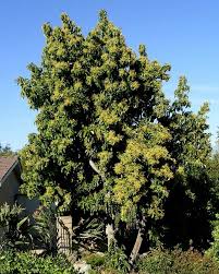 Image result for Persea