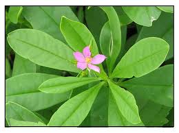 Image result for Talinum fruticosum