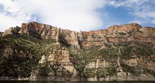 Image result for Harungana montana