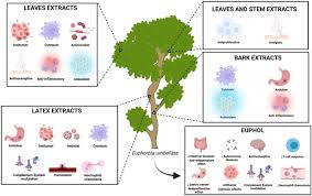 Image result for Synadenium glabratum