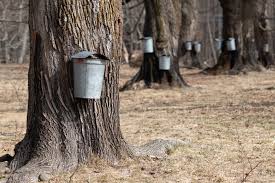 Maple Sugaring