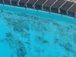 algae in pool with homemade algaecide