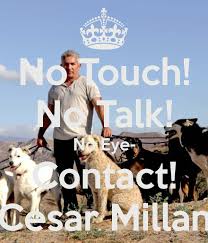 Cesar Says No Touch No Talk No Eye Contact Eye Contact Training Your Dog Cesar Millan