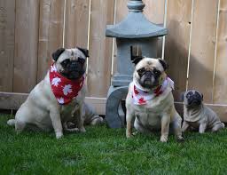 Based in moncton, new brunswick, canada. Funny Pet Portraits Canada Petslover