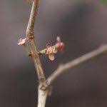 Image result for Eugenia capensis