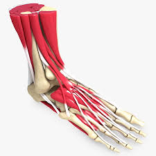 They hold the body upright, and also protect organs like the heart and the liver. Ultimate Human Foot Bones And Muscles 3d Model 149 Max Obj Dae C4d Free3d
