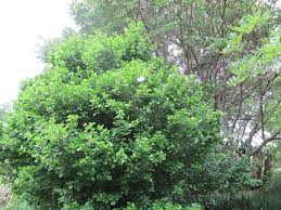Image result for Gardenia cornuta