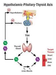 Pin On Thyroid