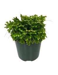 Image result for Selaginella tenerrima