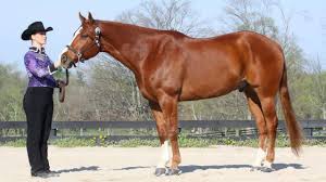 American Quarter Horse Traits And Characteristics Horse Illustrated