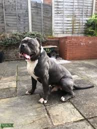 A xl or xxl american bully is as much companyas you could want and nevermore. Stud Dog American Bully Xxl Breed Your Dog