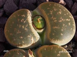 Image result for Lithops lesliei