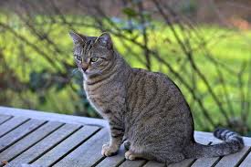 A tabby is any domestic cat (felis catus) with a distinctive 'm' shaped marking on its forehead, stripes by its eyes and across its cheeks, along its back, and around its legs and tail, and. Grey Tabby Cat On Grey Wooden Surface Photo Free Cat Image On Unsplash