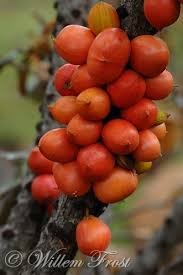 Image result for Englerophytum