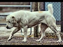 The central asian shepherd, the alabai , or the central asian ovcharka is strengthening its reputation in europe and america as one of the best guard dogs. Best Alabai Dogs 2017 Alabay Alabaj Youtube