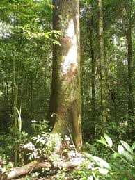 Image result for Brachystegia torrei