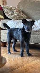 Ollie's Sample Is Processing! Any Guesses? Thinking Mini Schnauzer