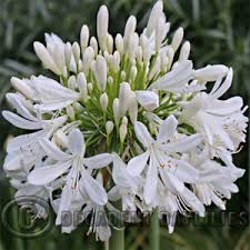 Image result for Agapanthus codii
