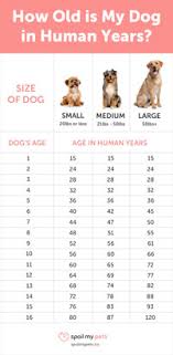 Dog Age Chart See How Old Your Dog Is In Human Years