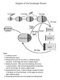 Outline Of The Sourdough Process The Fresh Loaf