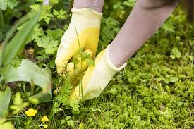 How to weed your garden. Celebrating National Weed Your Garden Day