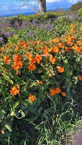 Image result for Thunbergia annua
