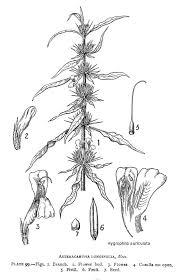 Image result for Hygrophila schulli
