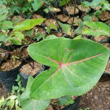 Check spelling or type a new query. Tanaman Hias Keladi Daun Urat Merah Shopee Indonesia