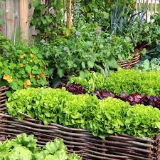 Check spelling or type a new query. 15 Best Vegetables To Grow Easy Vegetables To Plant