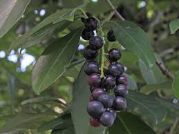 We did not find results for: Cherry Laurel