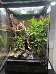 Image result for Terrarium Cling Background