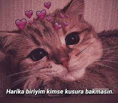 sabina adli kullanicinin ilham veren alintilar panosundaki pin cilgin arkadaslar guzel kediler komik