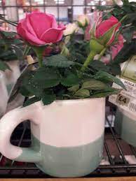 Step 1 in rose care. How To Care For Indoor Miniature Roses 10 Tips Gardener Report