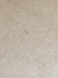 These worms are most likely the larval form of pests such as house flies or indian meal moths. Tiny Brown Larvae In Kitchen Are Moth Fly Larvae All About Worms